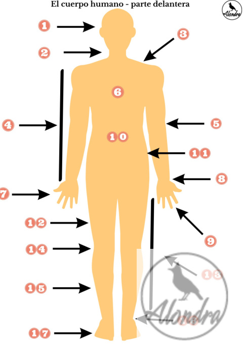 Części ciała i liczby - partes del cuerpo y números